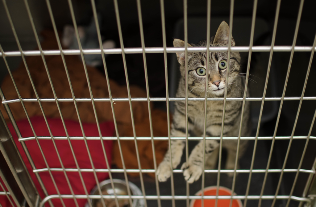 A brown tabby cat in a shelter or boarding facility looking at the viewer.