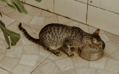 Cat drinking water from a bowl