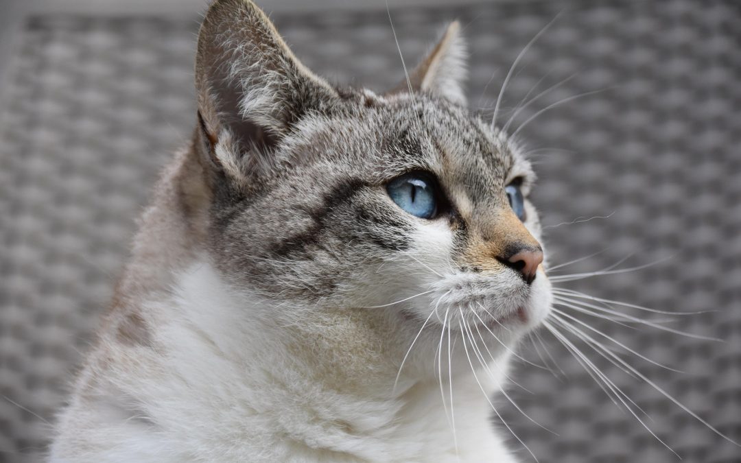 The Benefits of In-Home Cat Sitting vs. Boarding