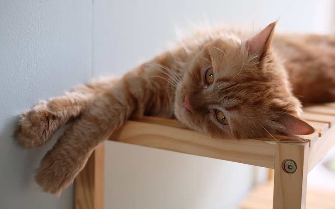 How Often Should Someone Check on Your Cat While You’re Away?