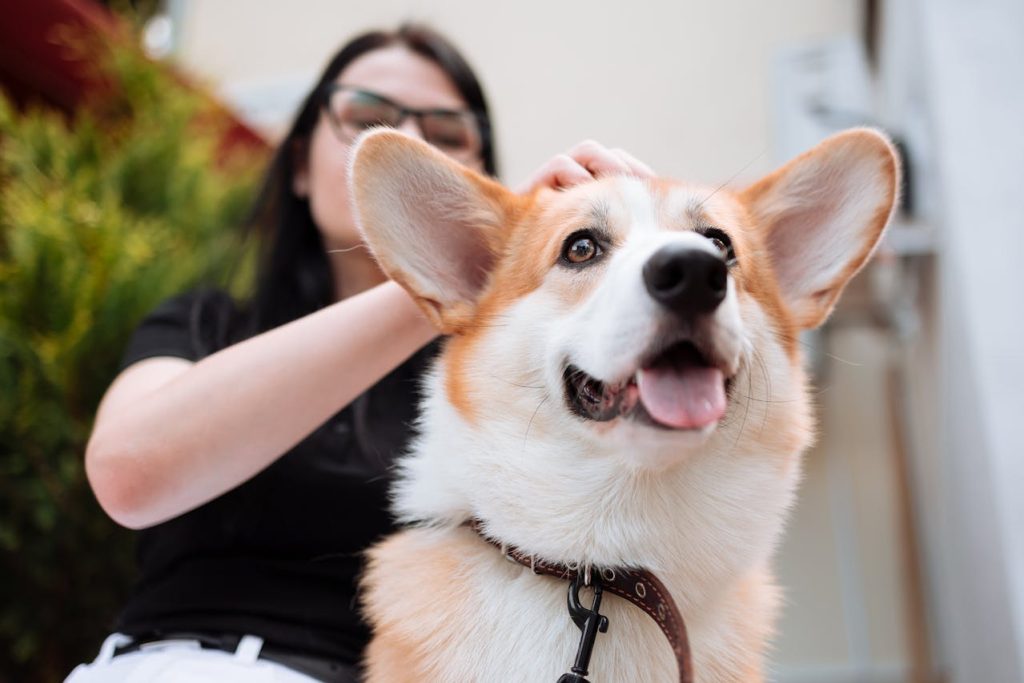 Pets receiving daily in-home care from a professional pet sitter in Durham NC