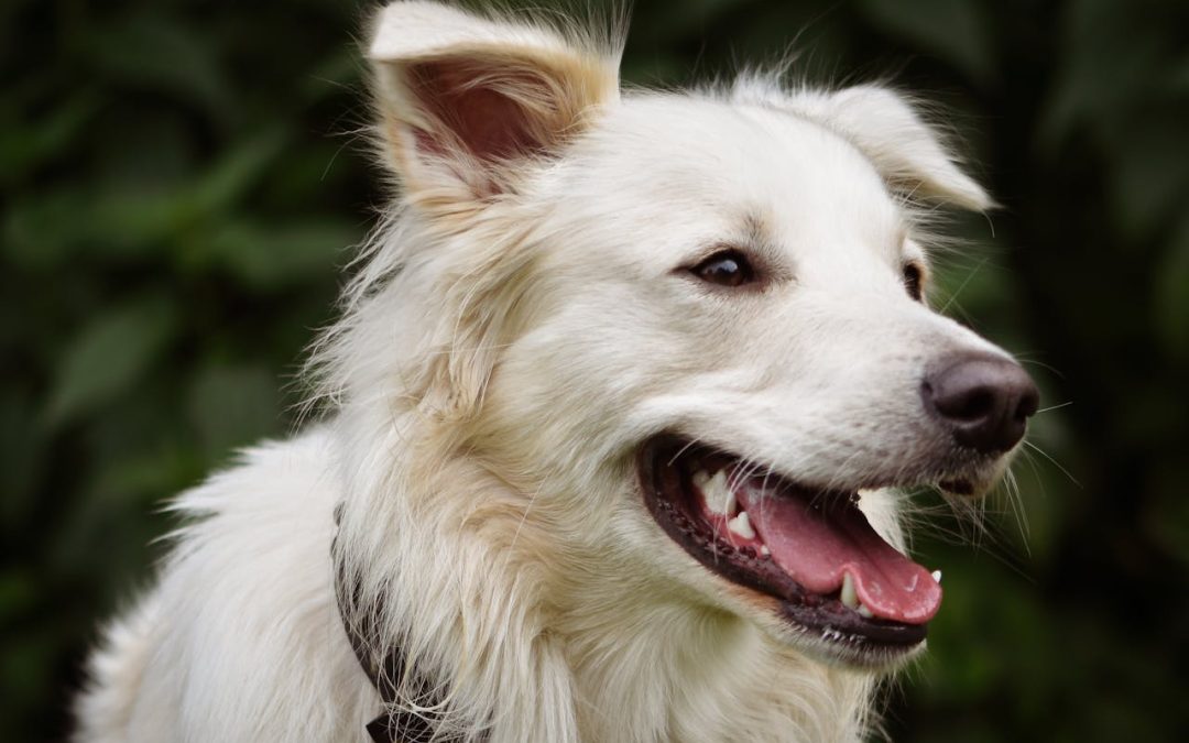 The Real Difference Between Dog Walking and Letting Your Dog Into the Backyard