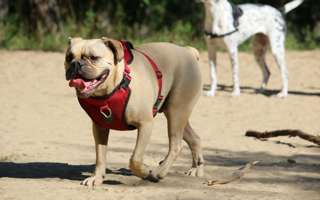How to Tell If Your Dog Is Too Hot on a Walk