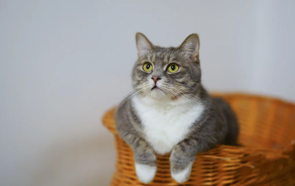 Indoor cat resting at home, illustrating in-home cat sitting services in Durham, NC