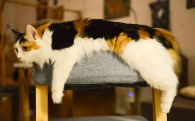 Indoor cat resting at home, illustrating in-home cat sitting services in Durham, NC