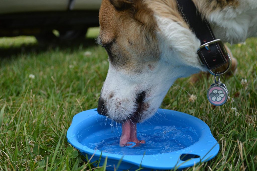 Dog walking in summer heat — Bull City Pet Care mid-day dog walking in Durham, NC