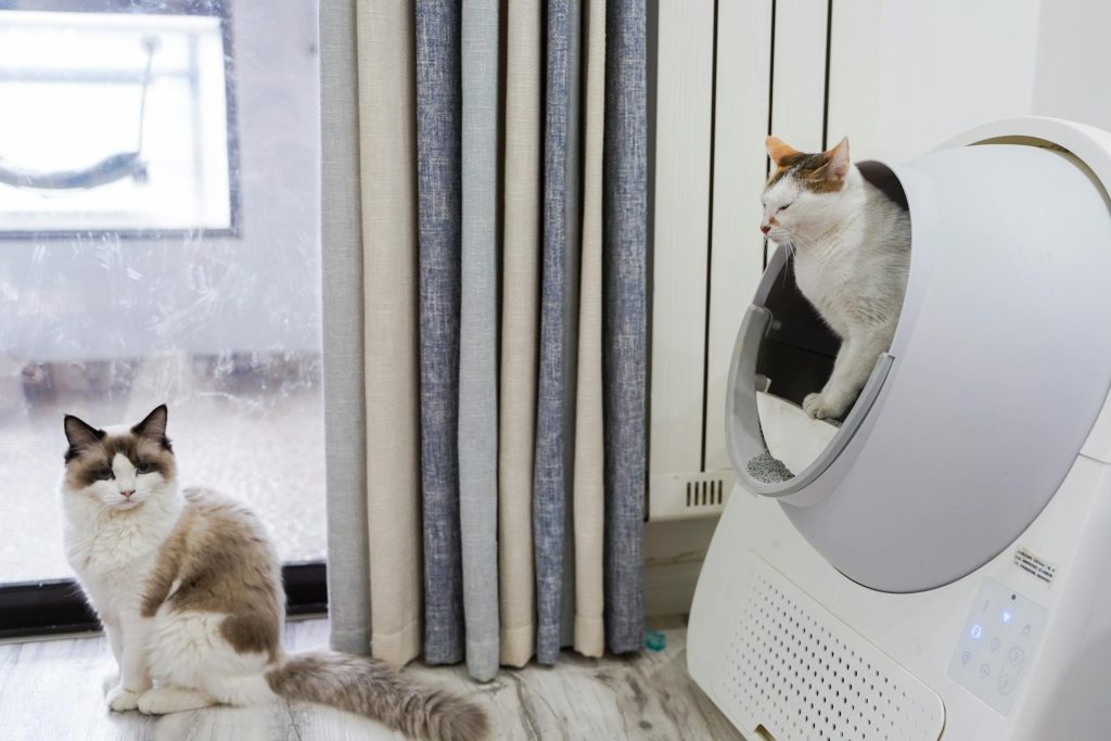 Indoor cat resting at home, illustrating in-home cat sitting services in Durham, NC