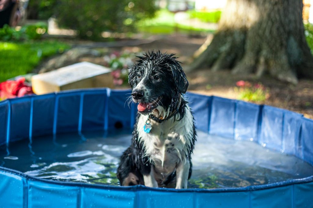Dog walking in summer heat — Bull City Pet Care mid-day dog walking in Durham, NC
