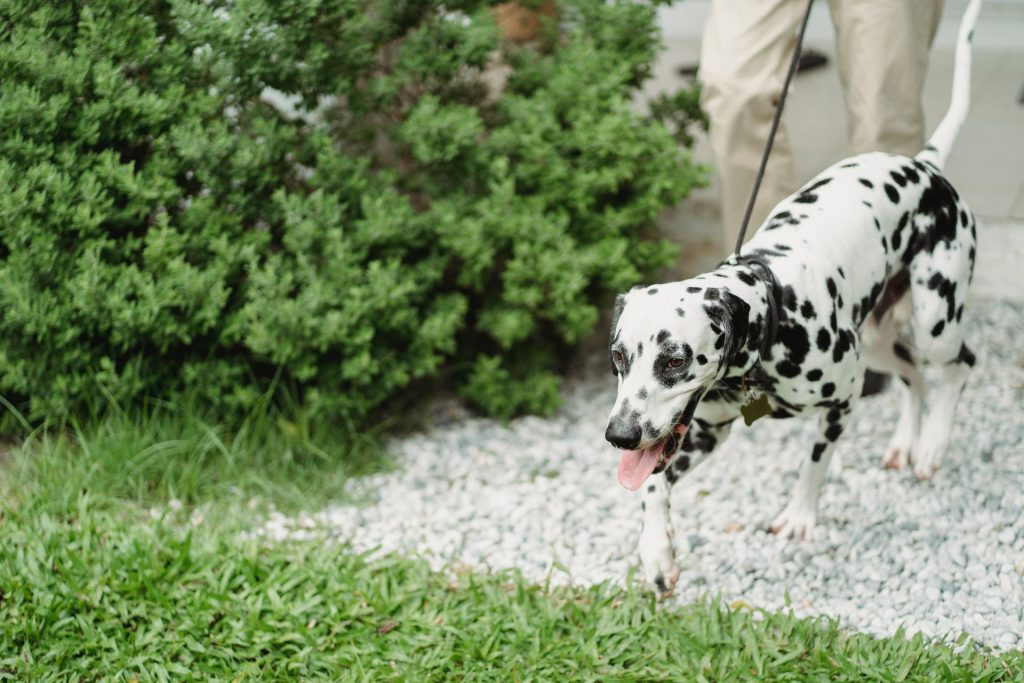 Dalmatian on a leash walking on gravel alongside green shrubs