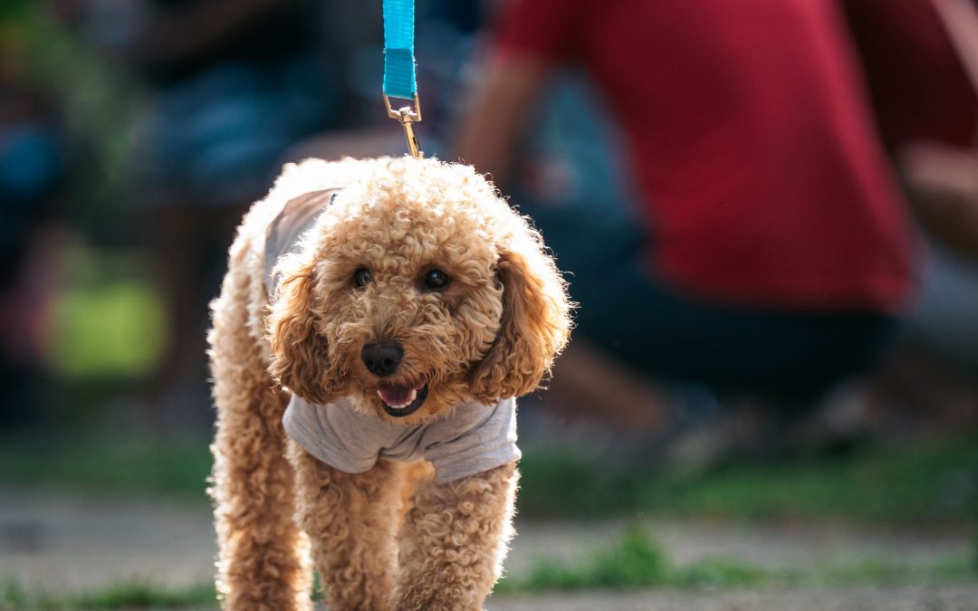 How Often Does My Dog Really Need to Be Walked?