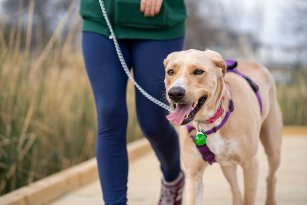 Dog on leash during midday walk in Durham NC
