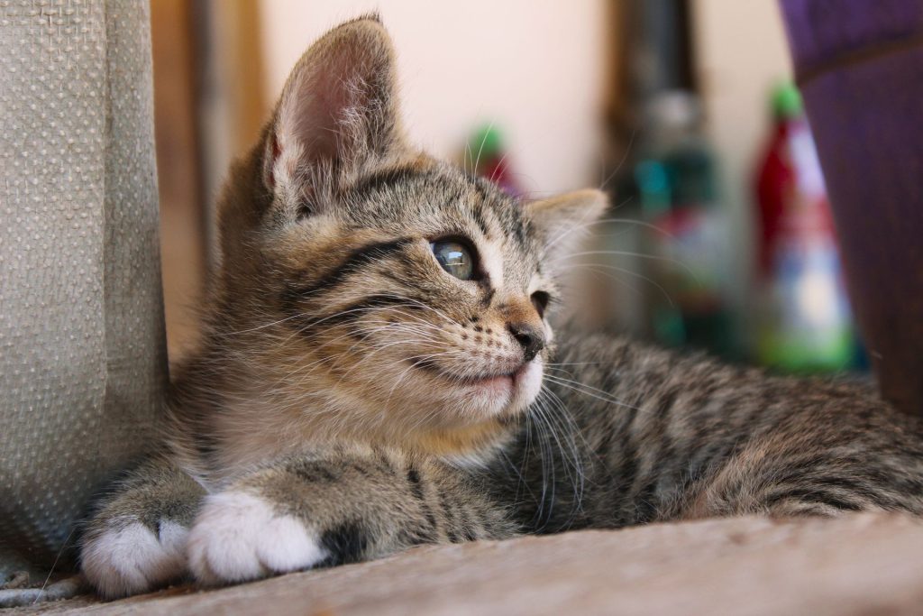 Indoor cat relaxing at home in Durham NC