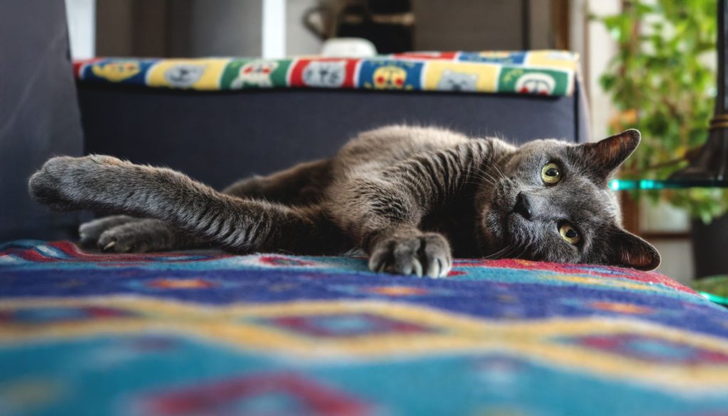 Indoor cat relaxing at home in Durham NC