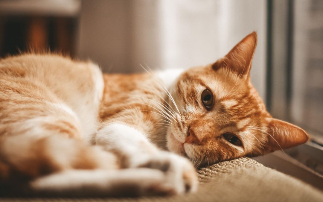 What Cats Actually Do When You’re Not Home