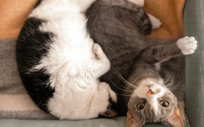 Two happy cats cuddling in Durham, NC