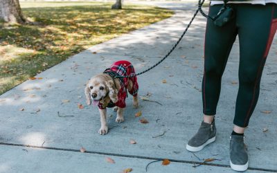How Much Does a Dog Walker Cost in Durham, NC?