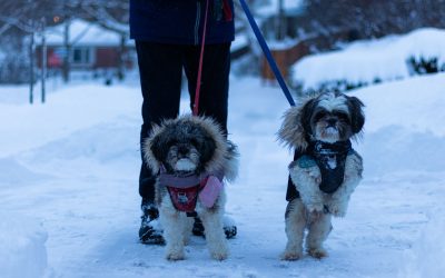 Dogs in the snow in Durham, NC