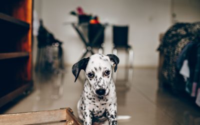 Puppy potty break guidelines for Durham, NC