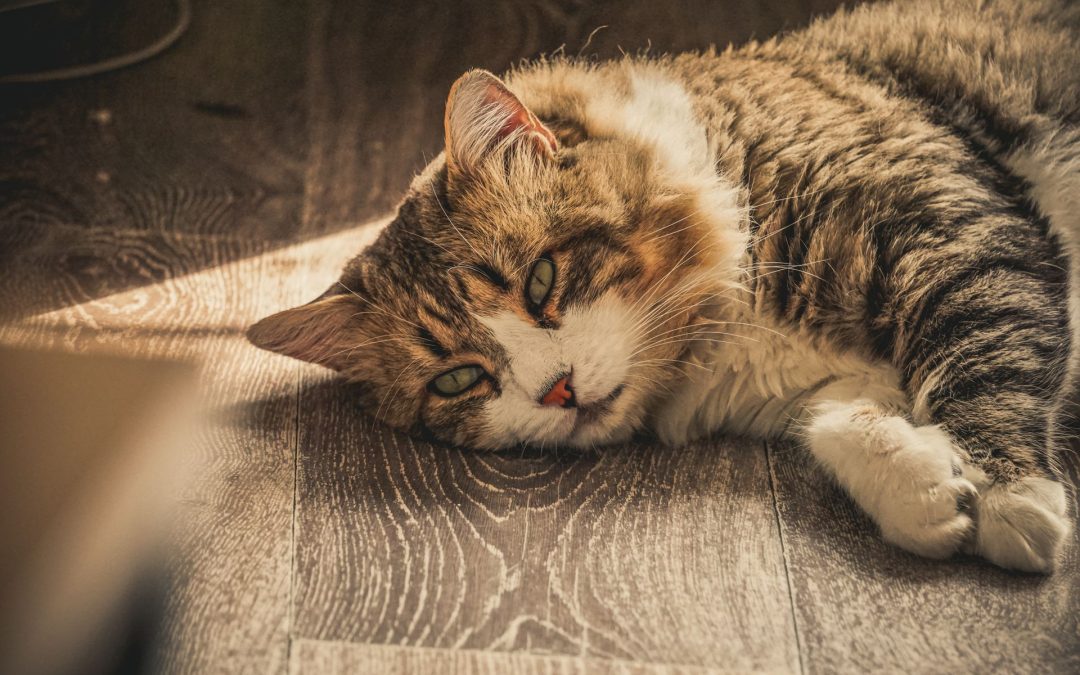 How to Plan Travel With a Senior Cat or a Cat on Medication: How In-Home Sitting Helps